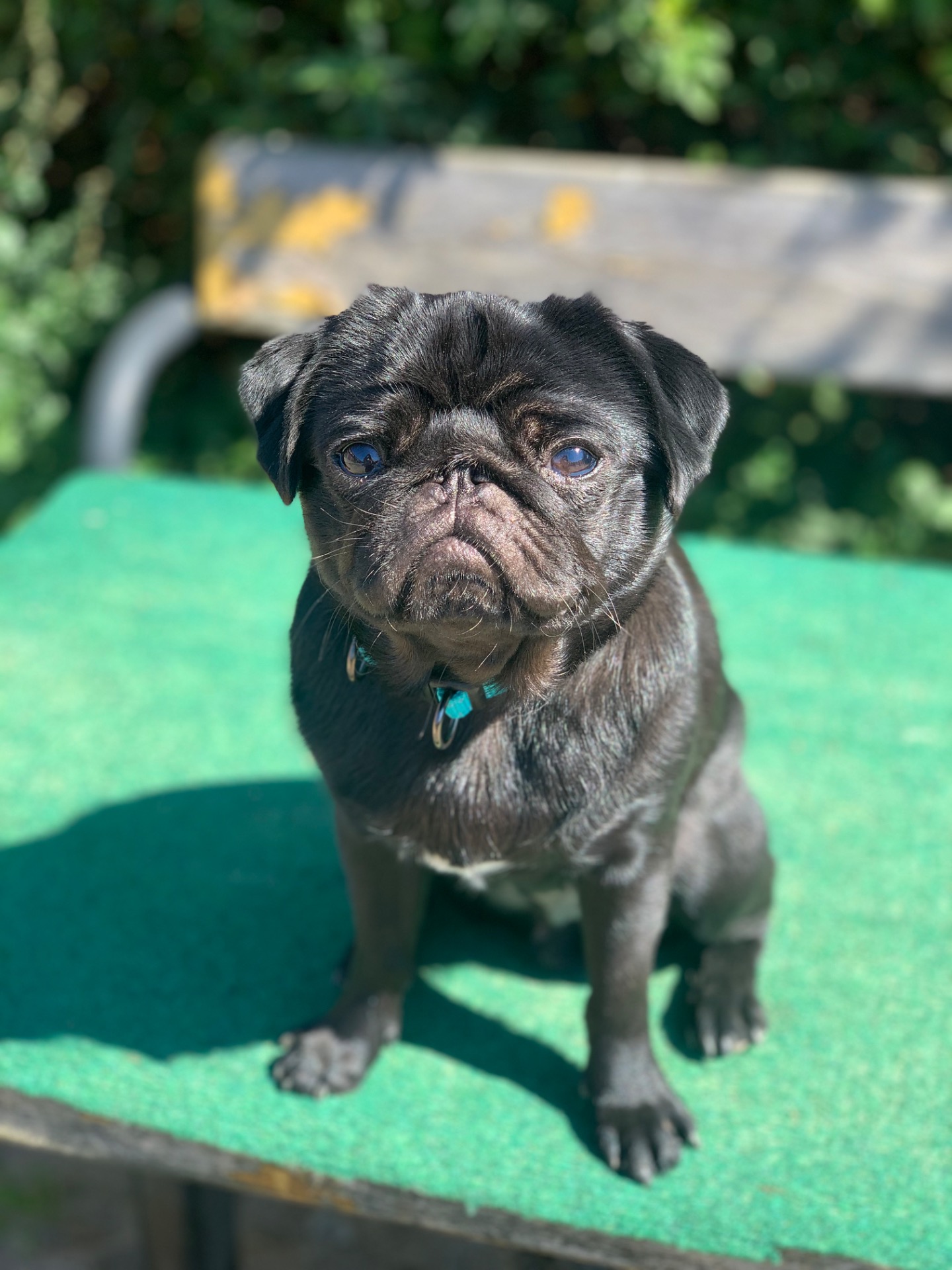 Obi