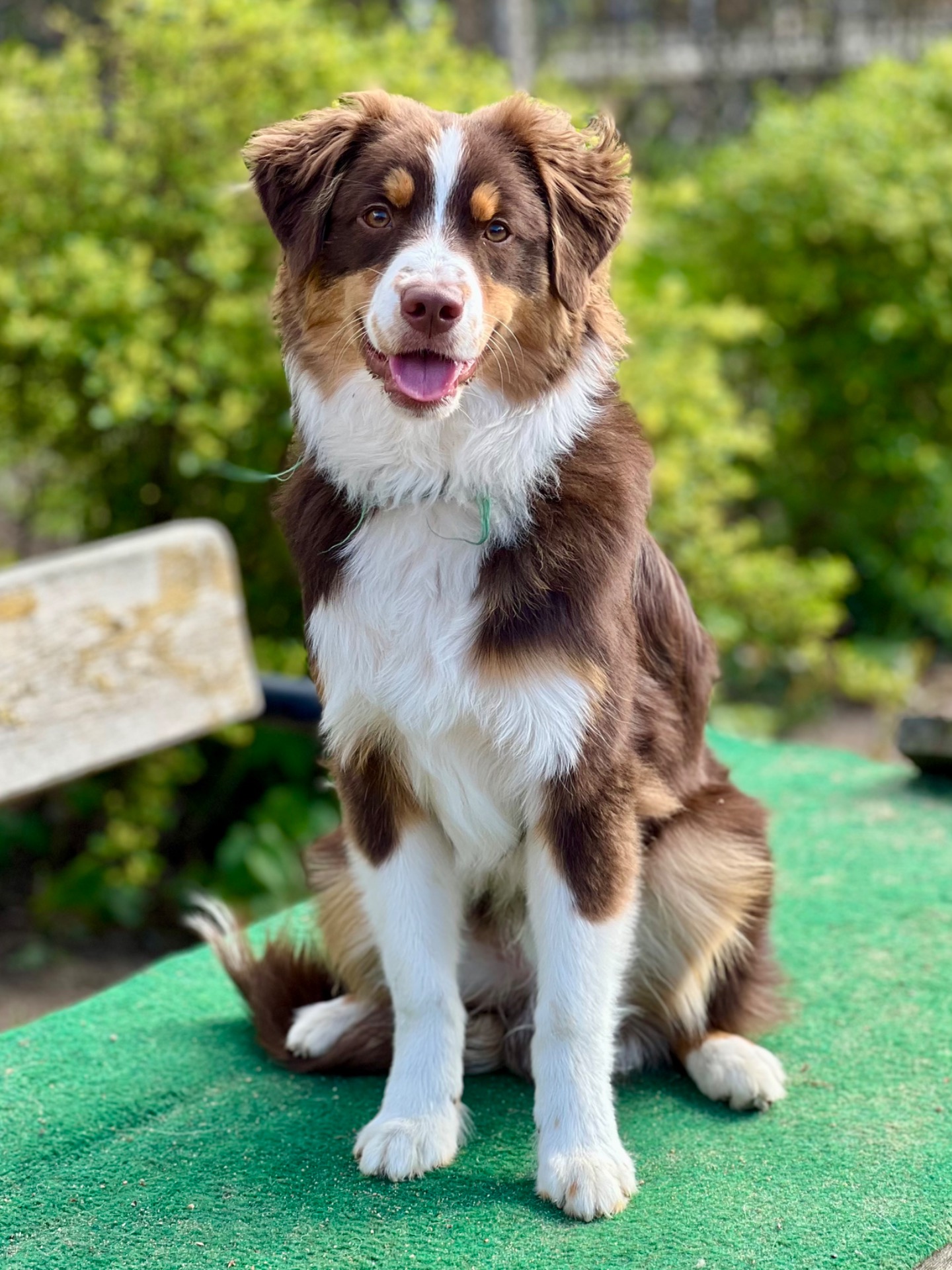 Koda