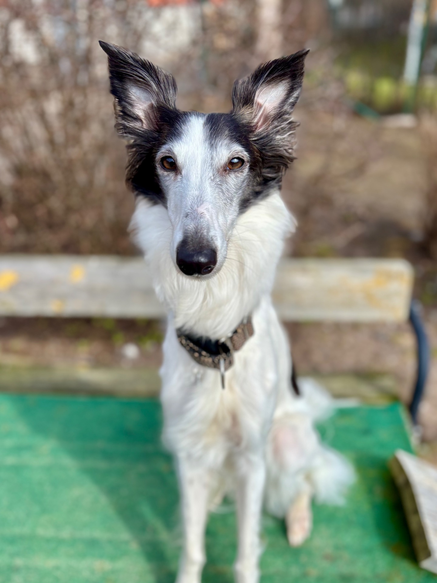 Dina