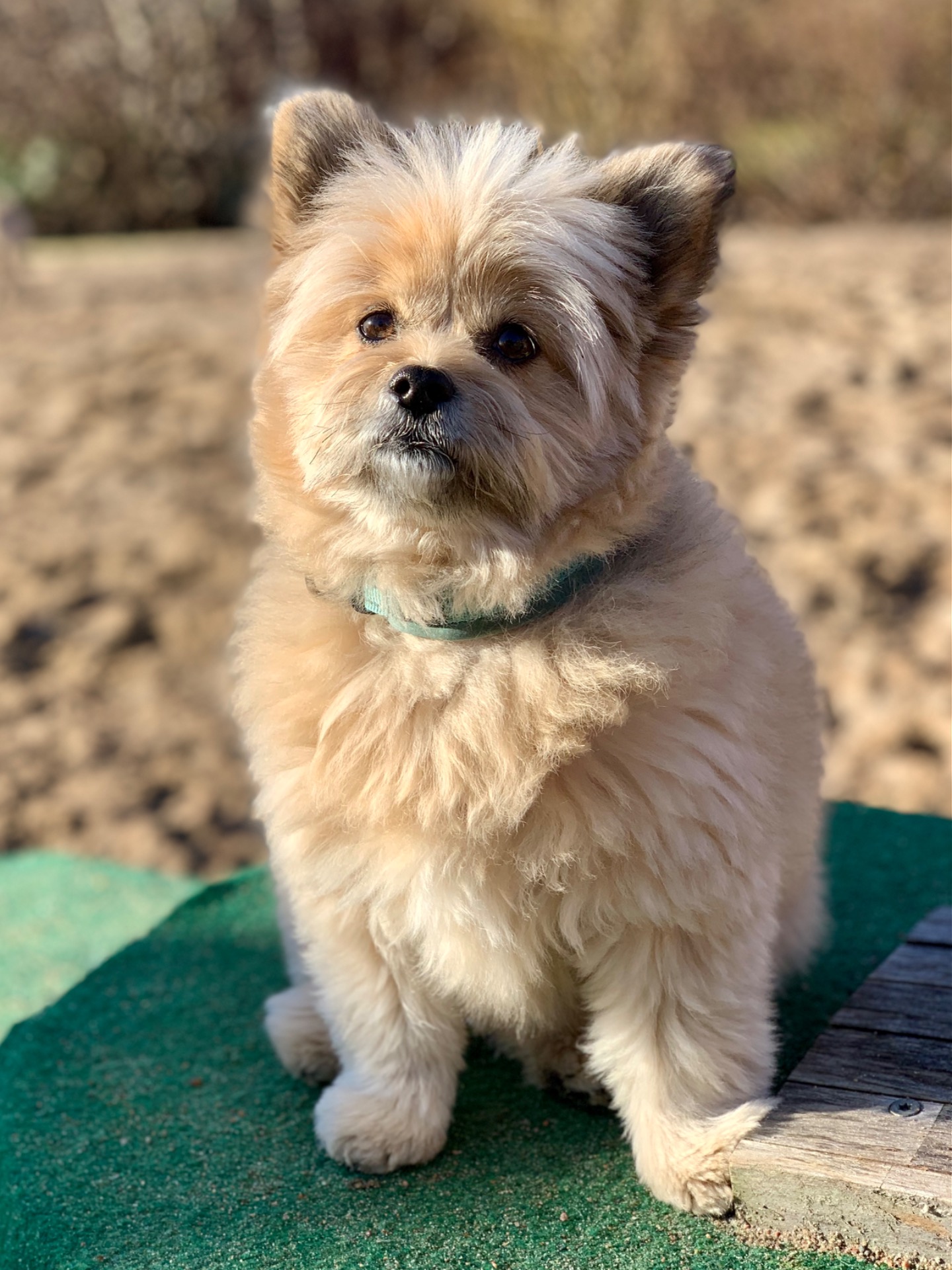 Zimba